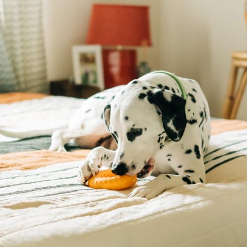 Playology Dual Layer Ring Dog Toy for Aggressive Chewers, Cheddar Scent - size: Jumbo, style: Cheddar Cheese