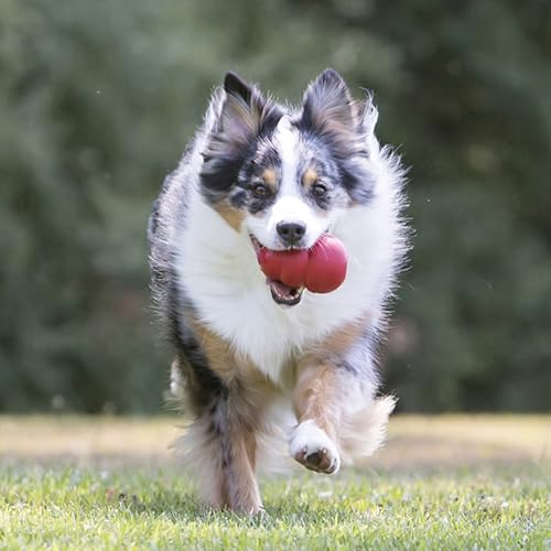 KONG Classic Stuffable Dog Toy, Natural Rubber Chew, for Medium Dogs - size: Medium (Pack of 1)
