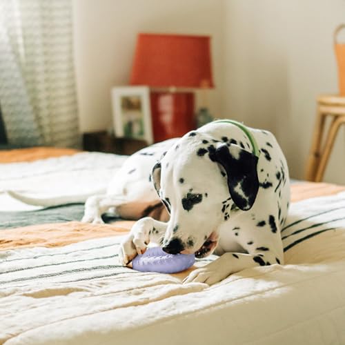 Playology Dual Layer Ring Dog Toy for Aggressive Chewers, Lamb Scent - size: Jumbo, style: Lamb