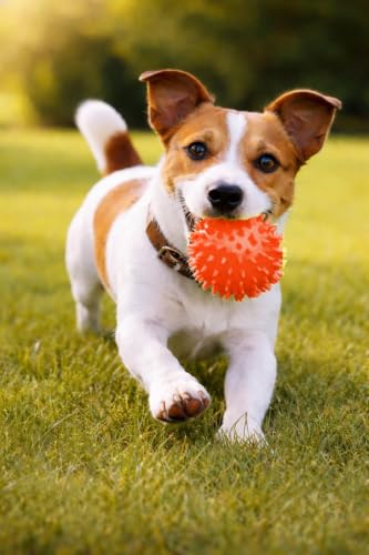 Squeaky Spiky Dog Ball for Teeth Cleaning & Gum Massage 2.5 Inch Small Medium Dogs Red | Spiny TPR Rubber Chew Toy for Fetch Play Interactive Bouncy Dental Ball Durable BPA Free Nontoxic Floats - size: Red Ball 1-Pack