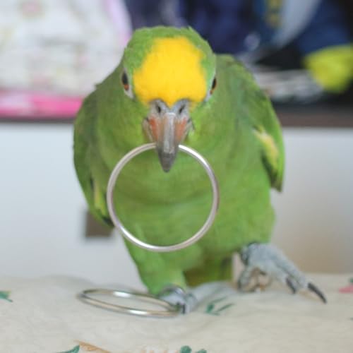 Fosrion Stainless Steel Parrot Ring Toss Toy, Interactive Training & Enrichment Toy for Parrots – Bite-Proof, Anxiety Relief, Exercise Fun for All Kinds of Parrot (Medium) - size: Medium