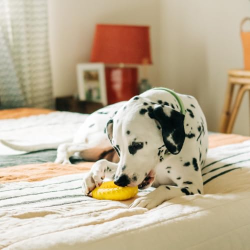 Playology Dual Layer Ring Dog Toy for Aggressive Chewers, Chicken Scent - size: Jumbo, style: Chicken
