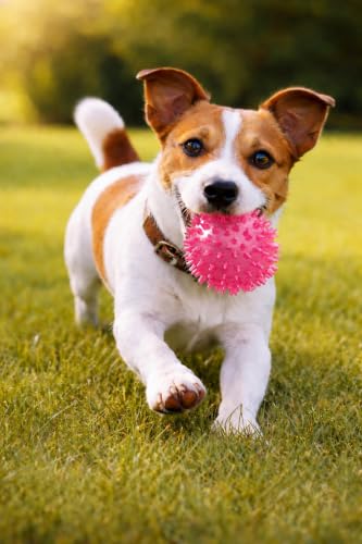 Squeaky Spiky Dog Ball for Teeth Cleaning & Gum Massage 2.5 Inch Small Medium Dogs Pink | Spiny TPR Rubber Chew Toy for Fetch Play Interactive Bouncy Dental Ball Durable BPA Free Nontoxic Floats - size: Pink Ball 1-Pack