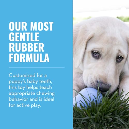 KONG Puppy, Natural Rubber Teething Chew Toy, for Large Puppies, Blue - color: Blue, size: Large (Pack of 1)