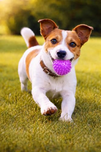 Squeaky Spiky Dog Ball for Teeth Cleaning & Gum Massage 2 Inch Puppy Small Dogs Purple | Spiny TPR Rubber Chew Toy for Fetch Play Interactive Bouncy Dental Ball Durable BPA Free Nontoxic Floats - size: 2 Inch Purple Ball 1-Pack