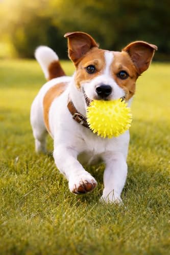 Squeaky Spiky Dog Ball 2.5 Inch for Small Medium Dogs (Color Varies), Teeth Cleaning & Gum Massage, Spiny TPR Rubber Chew Toy for Fetch Play, Interactive Bouncy Dental Ball, Durable BPA Free - size: Color Varies, Ball - 1 Pack