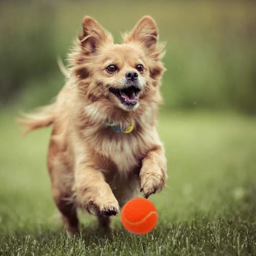 Tennis Balls for Dogs - Squeaky Bouncy Ball Toys 2.5 inches 12 Pack for Indoor Playing and Outdoor Interactive Fetch Training