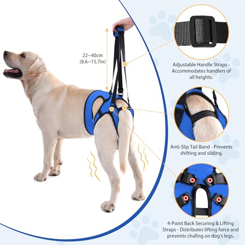 LIANZIMAU Dog Sling for Large Dogs Adjustable Hind Leg Support Lift Harness Senior Canine Mobility Aid Carrier for Back Legs Walking Rehabilitation - color: Royal Blue, size: S（Waist:16"-18")