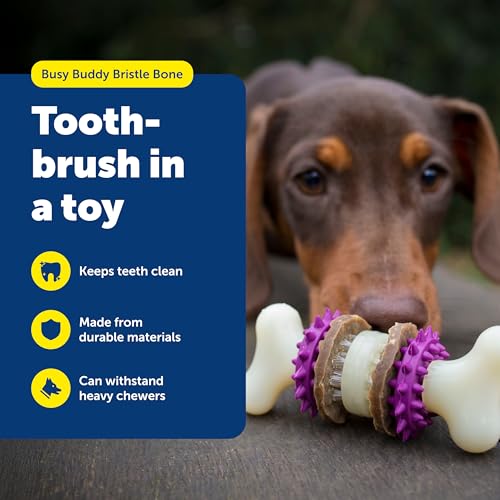PetSafe Busy Buddy Bristle Bone, Large, Helps Keep Your Dog's Teeth Clean, Long-Lasting Playtime - size: Large, style: Bristle Bone