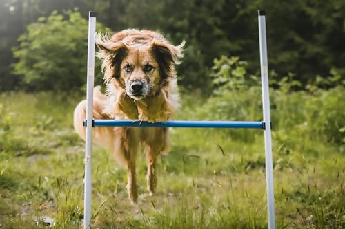 Better Sporting Dogs Complete Starter Agility Set for Dogs, 5 Piece