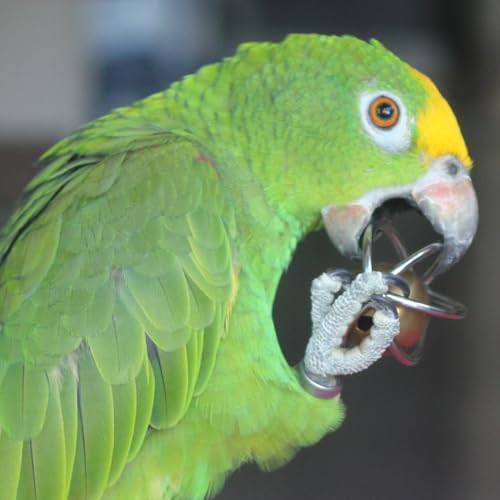 Fosrion Stainless Steel Bird Toy, Foraging Ball with Bell for Parrots - size: Large