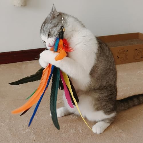 miwoowim 6PCS Cat Wand Toy Refills: 2 Extra-Large & 4 Standard Feathers - color: Cat Wand Toy Refills