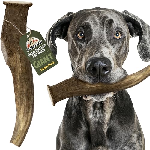 Heartland Antlers Deer Antler Dog Chew, Giant 9 in+, 85+ lb Dogs - style: Giant (Dogs 85+ lbs)