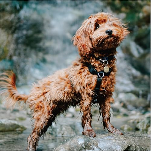 Blue-9 Balance Harness® for Dogs, No-Pull, Buckle-Neck, Training, Blue, M/Large - color: Blue, size: M/L (Ribcage: 24"-35.5")