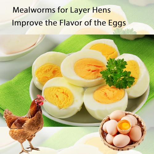 Dried Mealworms 20LB Pure Natural Chicken Treat for Laying Hens Wild Bird - size: 10 Pound (Pack of 2)