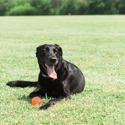 Chuckit! Dog Tennis Ball Dog Toy, Large (3 Inch Diameter) for Dogs 60-100 lbs 2 Count (Pack of 12) - size: Large - 2 Count ( Pack of 12)