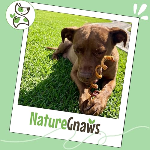 Nature Gnaws Bully Stick Springs 7-8" Rawhide Free Dog Chews, 6 Count - style: 8" Springs