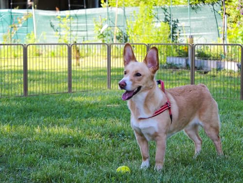 FXW Aster Dog Playpen Designed for Yard, 24"H, 24 Panels - size: 24"H & 24 Panels