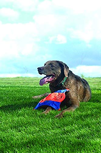 Chuckit! Amphibious Dog Toys Bundle - Bumper Fetch Toy (Medium) + Flying Squirrel Fetch Toy (Medium)