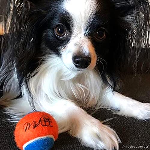 Midlee Squeaky Mini Tennis Ball for Dogs 1.5"- Pack of 12 (Orange/Blue) - color: Orange