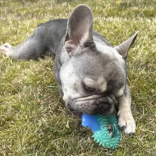 H&H Pets Small Dog Dental Chew Toy – Hedgehog-Shaped Puppy Chew Toy for Teething, Teeth Cleaning & Interactive Play
