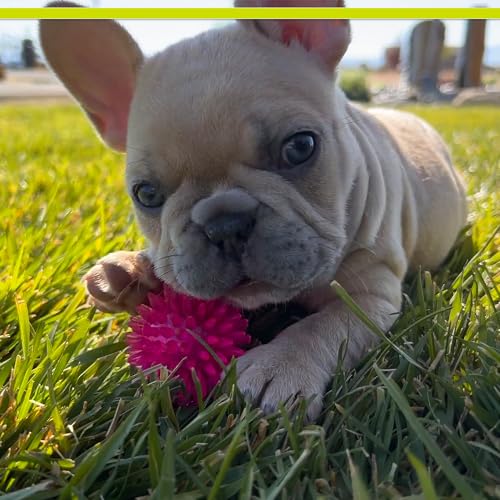 PetSport Gorilla Spiky Ball 2” - Spiky Rubber Dog Ball Toy, Interactive Puppy Toy for Small Dogs and Puppies, TPR Rubber, Vanilla Scented - 2 Inch, Small - color: Assorted, size: 2 Inch - Small