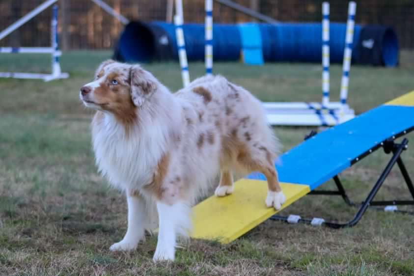 Better Sporting Dogs Practice See Saw Dog Agility Teeter