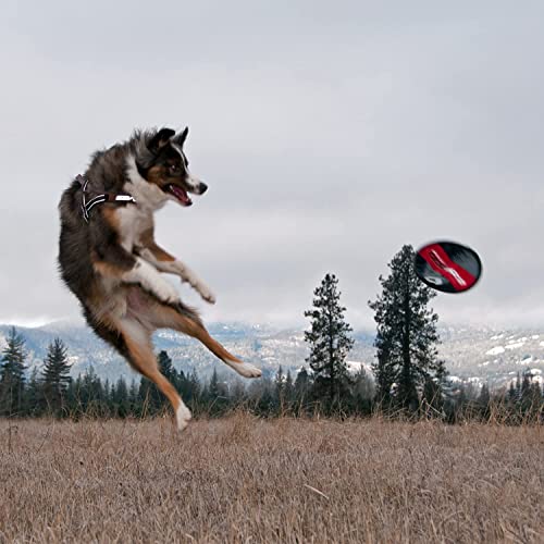 EzyDog Fido Flyer Dog Flying Disc, Fetch Toy that Floats in Water