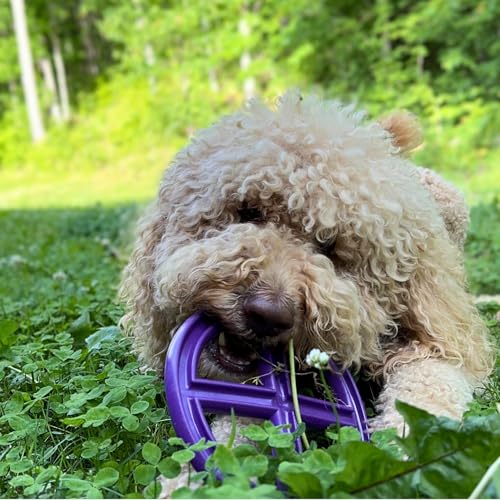 Flexible Flying Disc - Durable Floating Dog Toy for Fetch, Tug, Treat Filling, Made in USA, FDA Compliant TPE, Medium/Large Dogs, Green - color: Green