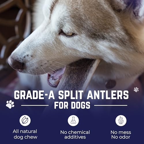 Devil Dog Pet Co Split Elk Antlers for Dogs, XL, Long Lasting - style: split - XL - 1 Pack