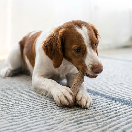 Pupstages Dogwood Stick Dog Chew Toy, Made in USA, Medium, 7.4" - size: Medium (Pack of 1)