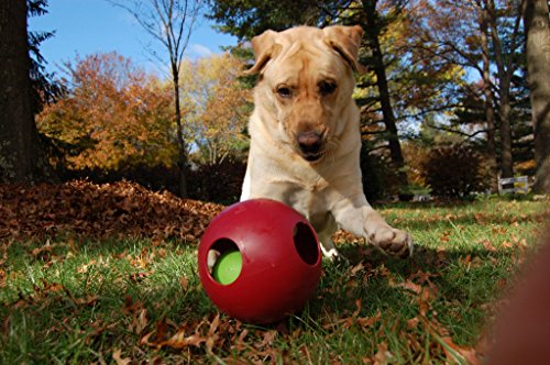 Jolly Pets Teaser Ball Interactive Dog Toy, 8 in Large, Red - color: Red, size: Large (8 in)