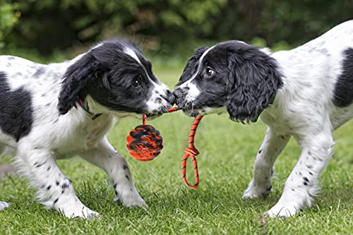 2Pcs Dog Training Ball on Rope - Exercise & Reward Toy for Dogs - Chew, Pull, Throw, Tug & Fetch - Belgian Malinois Gifts - size: 2pcs