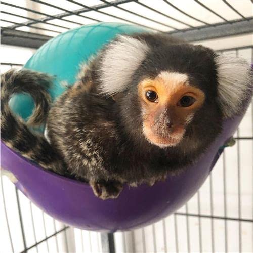 Exotic Nutrition Nap Nook - Unique Nest Pod Cage Accessory Toy - Use Grounded or Hanging - Sugar Gliders, Hamsters, Mice, Rats, Birds, Degus, Chinchillas, & Other Small Pets (Small) - size: Small