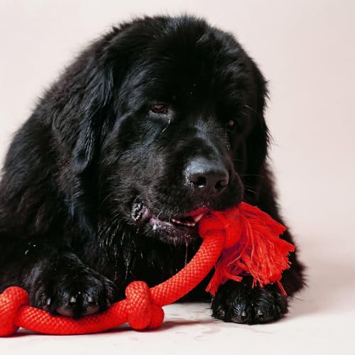 Playology Tug Rope Dog Toys for Large Breed Dogs - Mega Size, Beef Scent - size: Mega, style: Beef