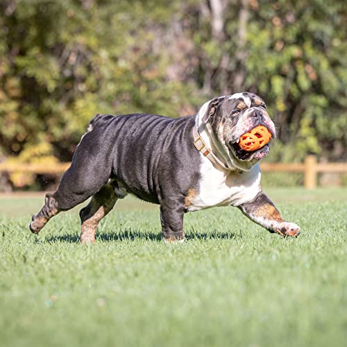 Chuckit! Indoor Fetch Ball and Air Fetch Football Dog Toy Bundle