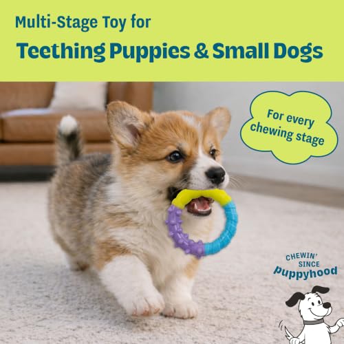 Grow-With-Me Ring Dental Dog Chew Toy, Bounces & Floats, 4.7" - color: Ring
