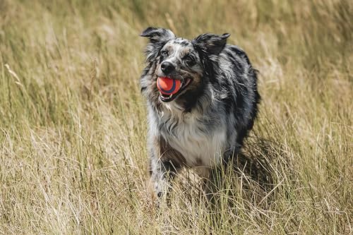 Chuckit! Ultra Ball Toy, Medium 2.5in for Breeds 20-60lbs, 1 Pack - size: Medium (1 Pack), style: Ultra