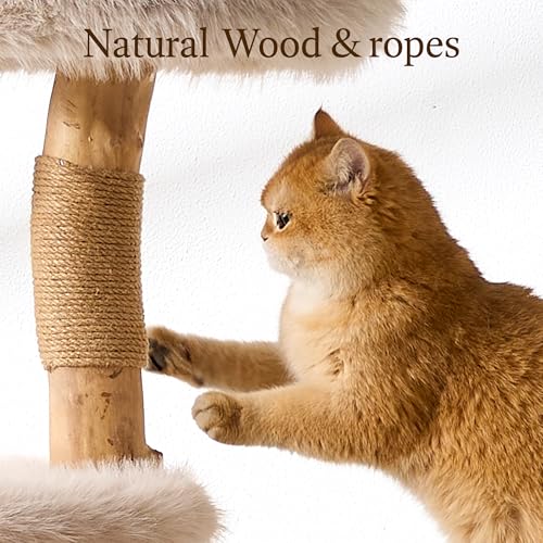 HITTITE Natural Wood Cat Tree Tower with Scratching Post, 53.5 Inches Tall Modern Cat Tower with Cozy Bed and Condo, Luxury Real Branch Cat Tree for Indoor Cats Large Adult, Khaki. - color: 53"-Khaki