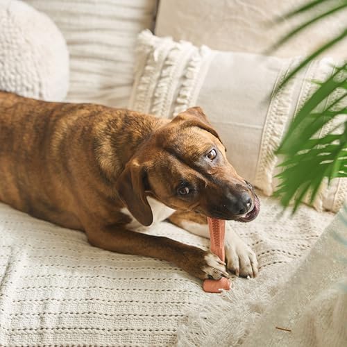 SPOT Bam-Bones Plus T-Bone Dog Chew, Beef, 6in, 30-60 lb Heavy Chewers - size: Medium