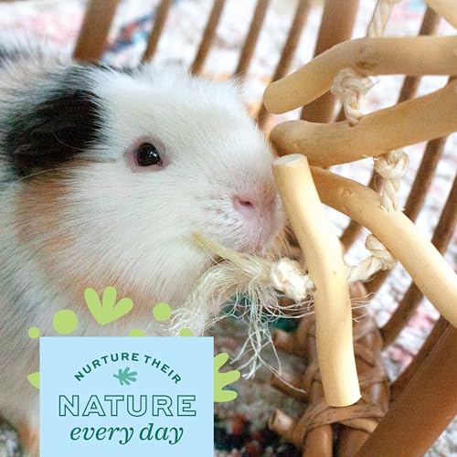 Oxbow Natural Dangly Party Pack, Rabbit & Guinea Pig Toys, Enrichment - style: Dangly Pack