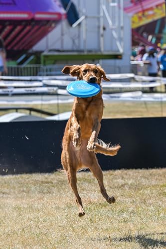 Hero Disc USA Hero Air 235 Dog Disc, Outdoor Dog Toy and Pet Disc, Lightweight Dog Flying Disc Pack of 2 (Pink)