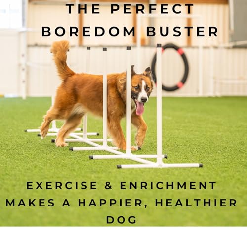 Better Sporting Dogs Elite Agility Set for Dogs, 7Pc Kit