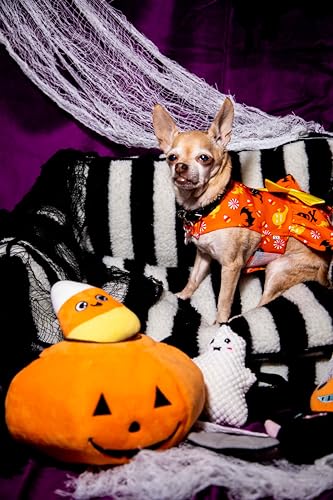 Glow Pups Halloween Hide and Seek Dog Toys, Orange Pumpkin