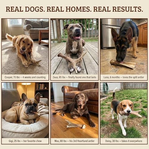 Heartland Antlers Deer Antler Dog Chew, Giant 9 in+, 85+ lb Dogs - style: Giant (Dogs 85+ lbs)