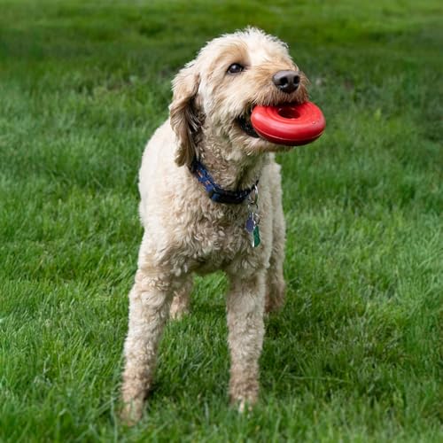 KONG Donut Dog Toy, Natural Rubber Chew Toy, for Medium/Large Dogs - size: (Medium/Large)