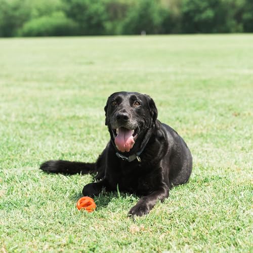 Chuckit! Air Fetch Ball, Large 3in, for Dogs 60-100lbs, 1 Count (Pack of 12) - color: Fetch Ball (3 Inch), size: 1 Count (Pack of 12)