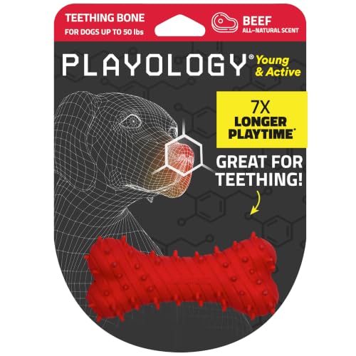 Playology Puppy Teething Bone Dog Chew Toy - Medium, Beef Scent - size: Medium, style: Beef