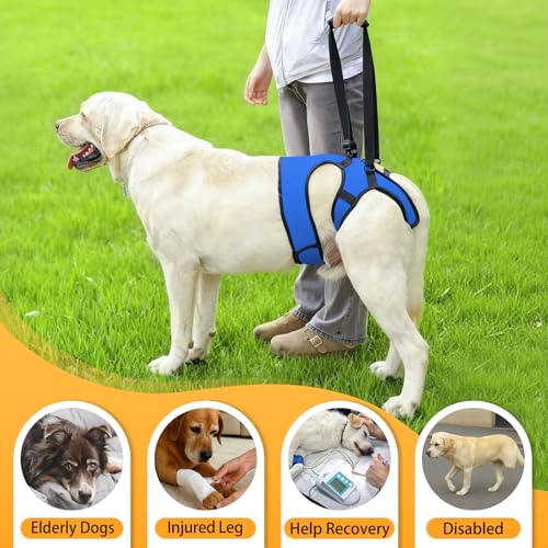 LIANZIMAU Dog Sling for Large Dogs Adjustable Hind Leg Support Lift Harness Senior Canine Mobility Aid Carrier for Back Legs Walking Rehabilitation - color: Royal Blue, size: S（Waist:16"-18")
