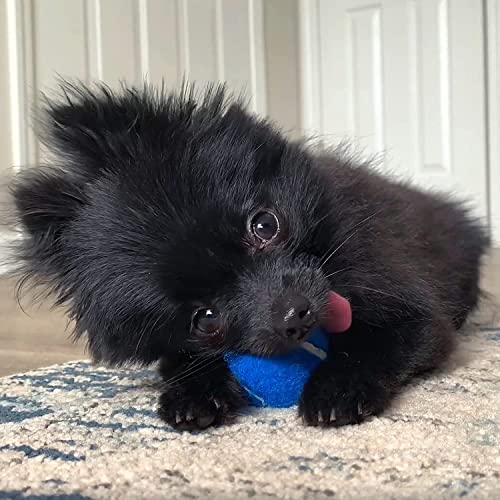 Midlee Mini Dog Tennis Balls, 1.5", Assorted Colors, Set of 25
